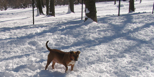 snow_dogs15