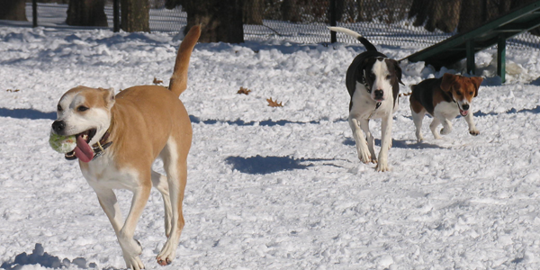 snow_dogs2