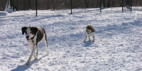 snow_dogs3