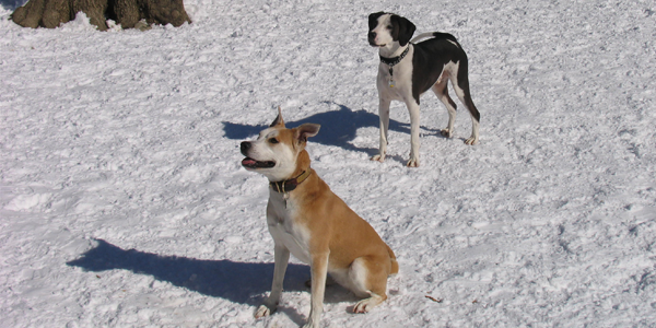 snow_dogs4