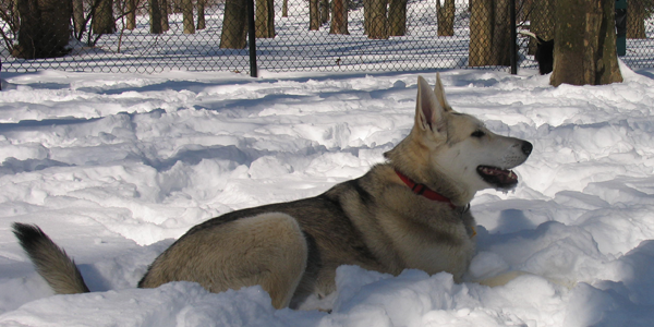 snow_dogs9