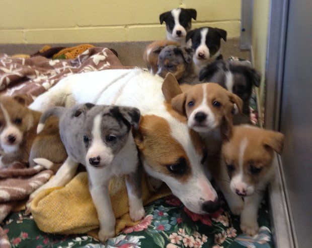 Nine puppies and their mother were found in Toms River, authorities said. (Toms River Police Department)