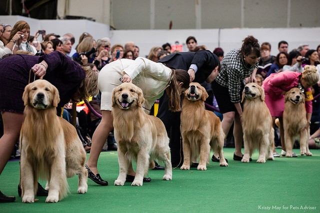 2013 Westminster Kennel Club Dog Show 