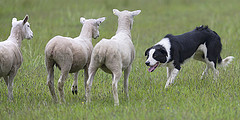 Dogs at work at the Harden Moss Sheep dog trials. Photo by Ray Morris .