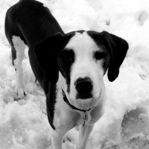 welcome-to-brookdale-park-dog-park-brookdale-park-dog-park