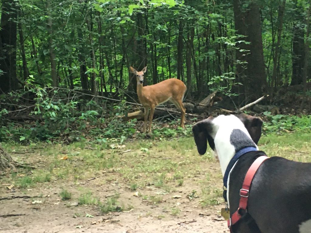 welcome-to-brookdale-park-dog-park-brookdale-park-dog-park